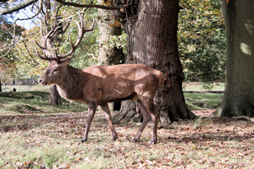 A Red Deer Stag in the wild