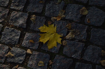 A bright yellow maple leaf isolated on granite pavement