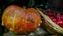 Scary Giant Halloween Spider On A Lumpy Pumpkin In A Market.
