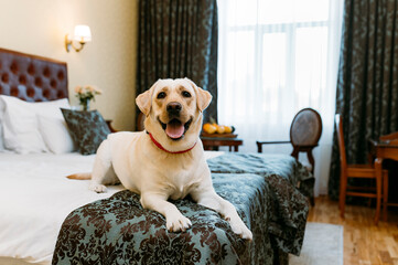 Labrador retriever dog on the bed indoors.