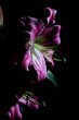 Oświetlona lilia na czarnym tle