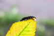 Gąsienica na żółtym liściu