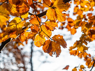 Tree leaves in autumn colors