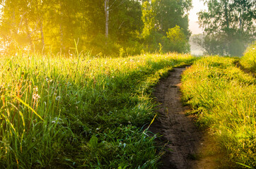 early morning. forest hiding in the fog. forest path