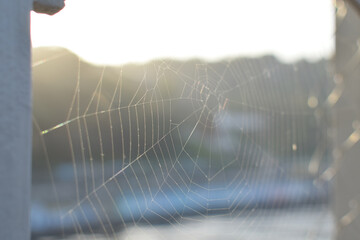 Web in sunset rays with green hill at background
