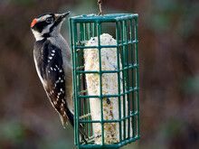 Downy Woodpecker (Dryobates Pubescens) On The Feeder With Suet, Hung In The Backyard For The Winter