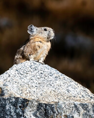 Wall Mural - pika (ochotona), sierra nevada mountains, california, north america, usa