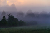 Fototapeta Na ścianę - Thick mystical fog over a green forest. Juicy grass.