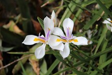 Africa Iris - White Flowers With Yellow And Purple Strip On The Center.