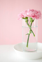 Carnation In Glass Vase