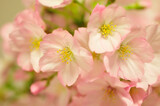 Fototapeta Kwiaty - 桜