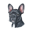 Watercolor illustration of a funny dog. Hand made character. Portrait cute dog isolated on white background. Watercolor hand-drawn illustration. Popular breed dog. french bulldog