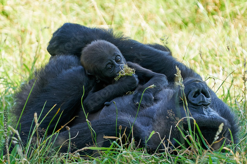 Fotomural Western lowland gorilla (Gorilla gorilla gorilla)