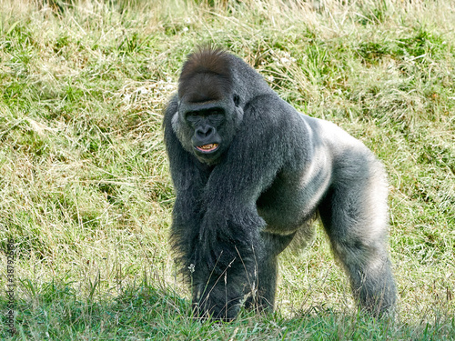 Fotografía Western lowland gorilla (Gorilla gorilla gorilla)