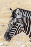 Fototapeta Konie - Zebra in african bush. Etosha national Park, Ombika, Kunene, Namibia. Wildlife.