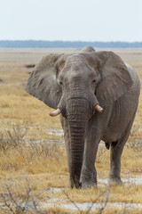 Wall Mural - majestic african elephant drinking in waterhole in etosha national park, with group of giraffes in b