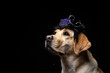 Close-up of a Labrador Retriever dog in a headdress.