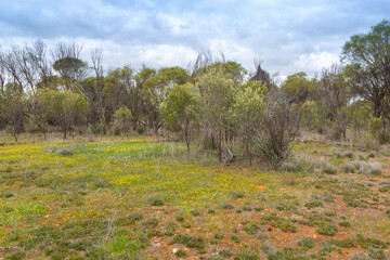 open landscape close to the town of Hyden, Western Australia