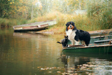 Dog And Cat In A Boat On The Lake In Autumn. Friendly Pets In Nature. Australian Shepherd And Black Cat