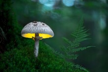 Macro Photo Of Glowing Mushroom In The Early Evening Forest, Moss In The Foreground, Fern Leaf In The Background (Macrolepiota Procera)