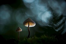 Macro Photo Of Mushrooms In The Dark Forest, Moss In The Foreground, Fern Leaves In The Background