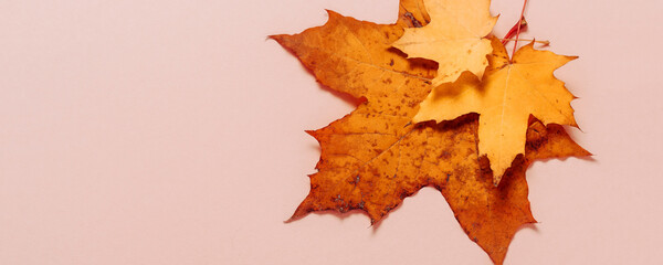 Wall Mural - Bright autumn maple leaves on beige paper background. Seasonal fall composition, thanksgiving day concept. Creative flatlay, top view, copy space