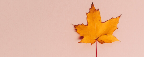 Wall Mural - Bright autumn maple leaf on beige paper background. Seasonal fall composition, thanksgiving day concept. Creative flatlay, top view, copy space