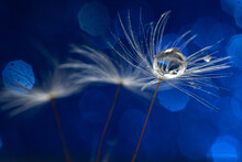 Macro Dandelion Seed With Water Drop On It