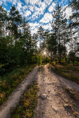 Wall Mural - road in morning forest
