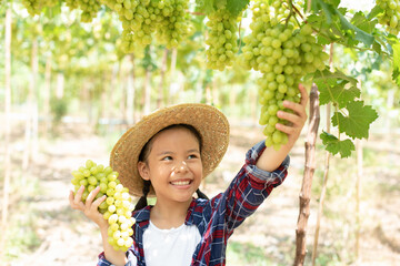 Grape farm. Small family business. The child worked happily on the farm. A young Asian woman held a large bunch of grapes in her hand and was choosing green grapes on the vine in the vineyard..