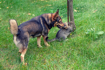 Wall Mural - Dog and cat best friends playing together outdoors