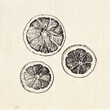 Hand drawn illustration of dried lemon slices. Ingredients for mulled wine
