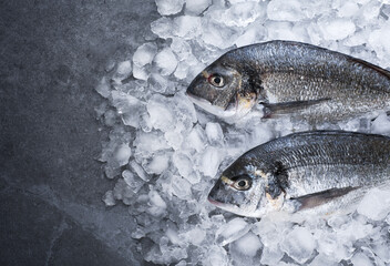 Wall Mural - Gilt-head bream (dorade) on ice top view.