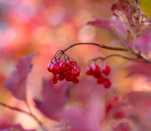 Viburnum Berries On A Branch In Autumn