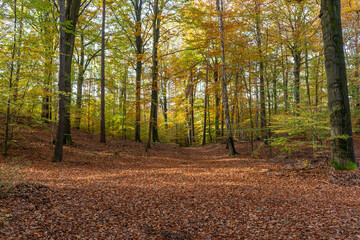 Wall Mural - Colorful autumn landscape. Autumn trees in the park