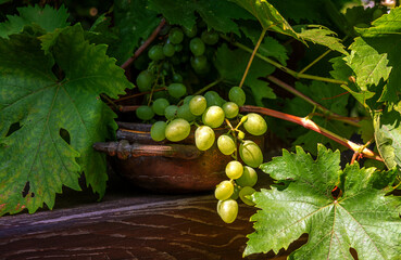 Bunch of grapes. Ripe, tasty berries on the vine.