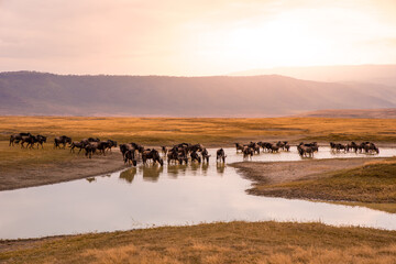 herd of gnus and wildebeests in the ngorongoro crater national park, wildlife safari in tanzania, af