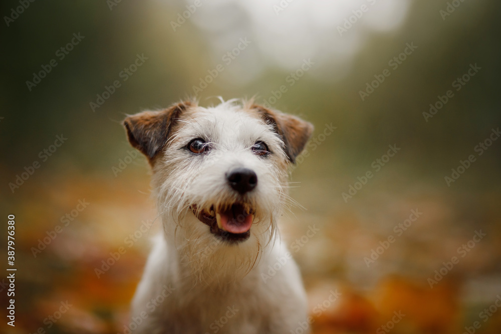 dog in yellow leaves. Happy jack russell terrier in nature in autumn park.  - obrazy, fototapety, plakaty 