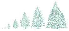Christmas Tree Growth Stages. Size Choice. Infographic Set. The Life Cycle. New Year Fir-tree. Hand Drawn Vector Sketch. Conifer Spruce Plant Development. Animation Progression.