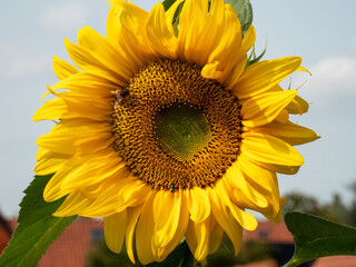 blooming yellow sunflower in a garden against clear blue sky