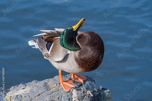 Fotomural Mallard (Anas platyrhynchos) in park, Central Russia