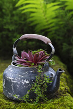 Reused Planter Ideas. Second-hand Kettles, Old Teapots Turn Into Garden Flower Pots. Recycled Garden Planters Design. Echeveria Grows In Old Teakettle.