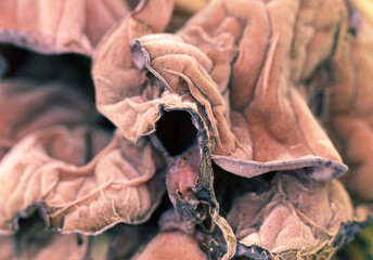 Close up brown fungus pattern and texture