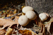 Lycoperdon Perlatum, Known As The Common Puffbal, Wild Growing Mushroom. The Fruit Bodies Are Eatable