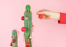 Cactus With Hand Of Woman Placing Christmas Balls Decoration. Copy Space.