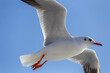 Single Seagull flying in blue clear sky