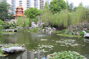 Wall Mural - chinese garden in sydney (australia)