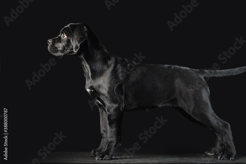 Black puppy Cane Corso on a black background in full growth. Exterior of the puppy in profile © yurkovska tanya