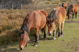 Fototapeta Konie - Four brown horses in the nature