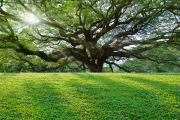Wall Mural - short green grass with large tree background.